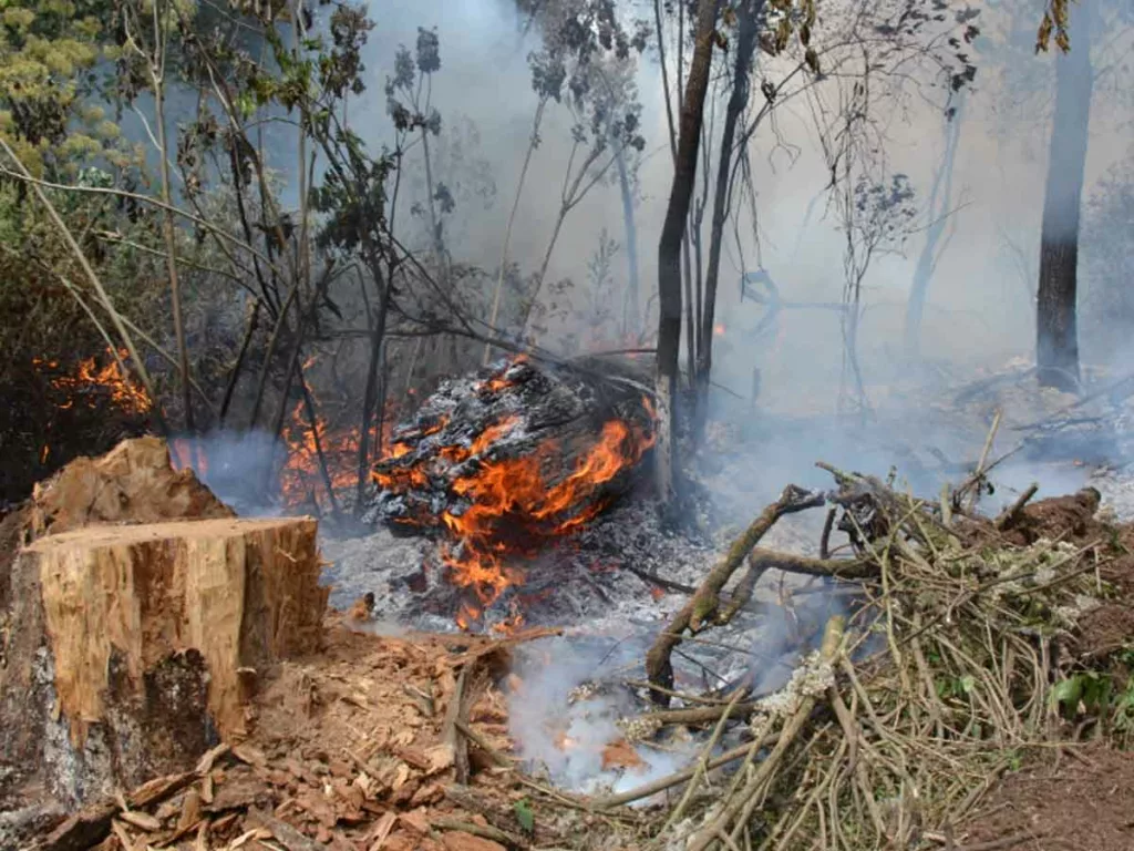 Exitosa extinción de incendios en Tamaulipas