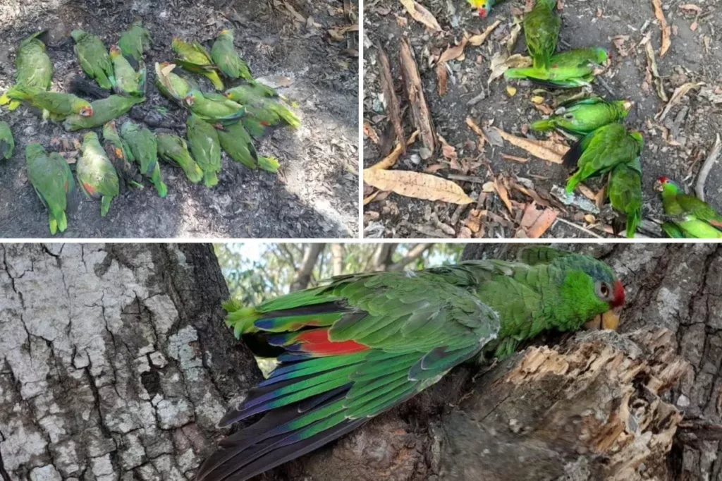 Ola de Calor Afecta a Aves en la Huasteca Potosina